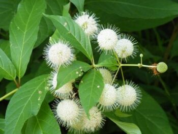 Buttonbush - 5 pack