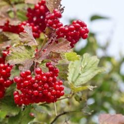 Viburnum, Highbush Cranberry - individual plant