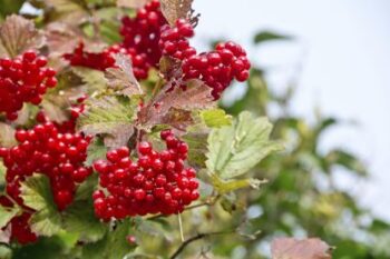 Viburnum, Highbush Cranberry - individual plant