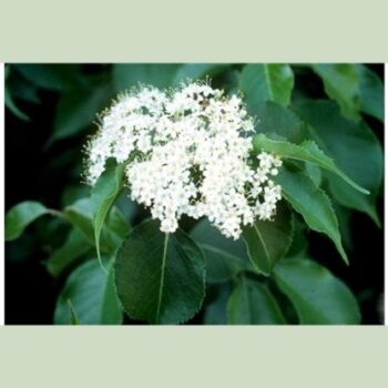 Viburnum - Nannyberry - individual plant