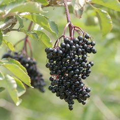 Samdal Elderberry