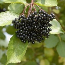 Samyl Elderberry