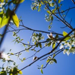 Wildlife/Songbird Shrubs and Trees