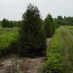 White Cedar - individual trees