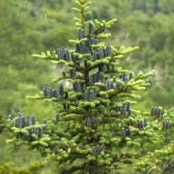 Balsam Fir 5 packs of trees