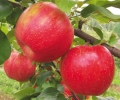 Honeycrisp Apple Tree