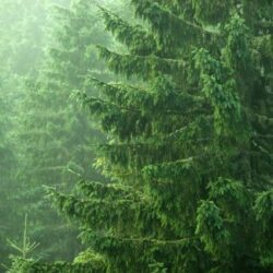 Conifers