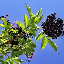 Black Elderberry - 5 Pack