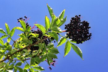 Black Elderberry - 5 Pack