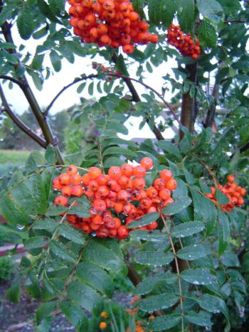 American Mountain Ash - 5 Pack