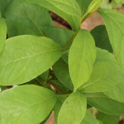 Spicebush - 5-Pack