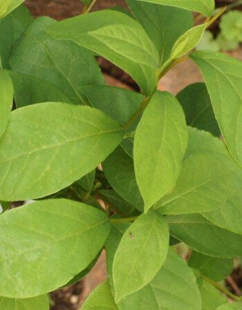 Spicebush - 5-Pack