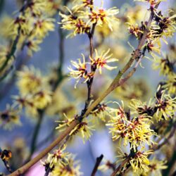 Witch Hazel - 5-Pack