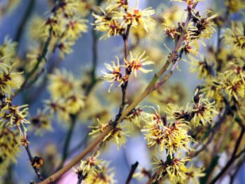 Witch Hazel - 5-Pack