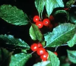 Winterberry - 5 pack