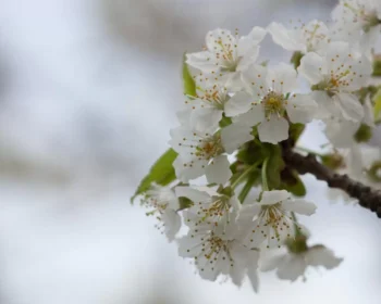 Wild Cherry - Individual Tree