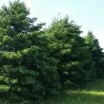 Blue Spruce - Individual Tree