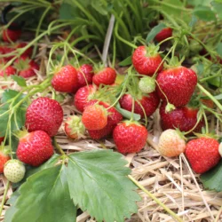 Strawberry - Annapolis (early season) - 25 Pack