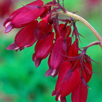 Dicentra: Bacchanal 5 Pack