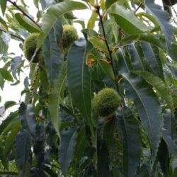 American Chestnut (Single Tree)