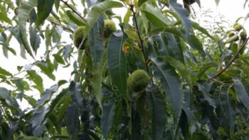 American Chestnut (Single Tree)