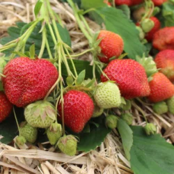 Strawberry: Darselect (mid-season) 25 Pack of Plants