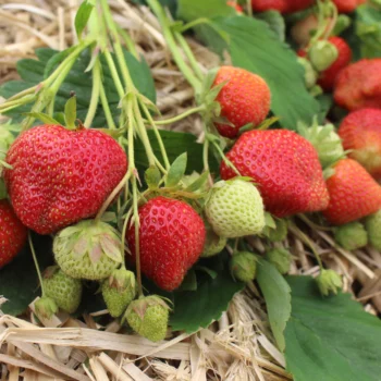 Strawberry: Darselect (mid-season) 25 Pack of Plants