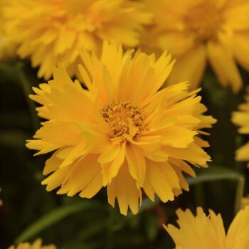 Coreopsis: Double the Sun - 5 Pack