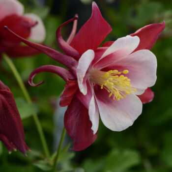 Aquilegia (Columbine): Early Bird Red and White 5 Pack