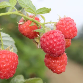 Raspberry: Encore (late mid-season) 5 Pack of Plants