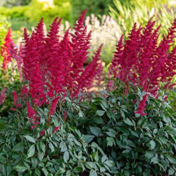 Astillbe Arendsii: Fanal 5 Pack