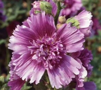 Alcea: Queeny Purple (Hollyhock) 5 pack