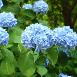 Blue Hydrangea - 5-Pack of Plants