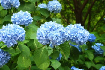 Blue Hydrangea - 5-Pack of Plants