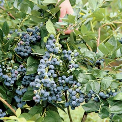 Jersey Blueberry (Late Season) - Individual Plant