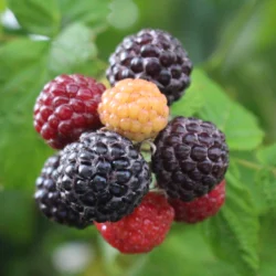 Mac Black Raspberry (Late Season) - 5 Pack of Plants