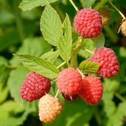 Raspberry: Prelude (early season) 5 Pack of Plants