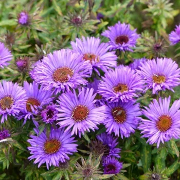 Aster Purple Dome 5 Pack