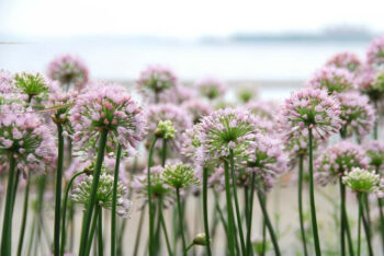 Allium Summer Beauty 5-Pack