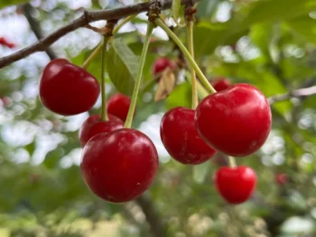 Cherry Tree: Balaton – Windham County Natural Resources Conservation ...