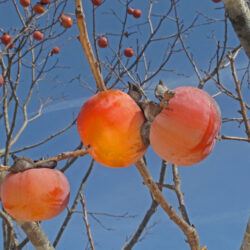 Persimmon - 5 pack of trees