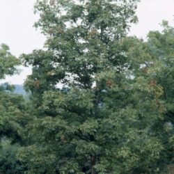 Shagbark Hickory - 5 pack of trees