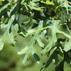 White Oak - 5 pack of trees