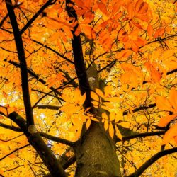 Yellowbud Hickory - 5 pack of trees